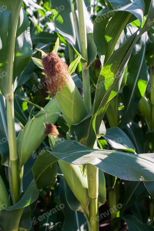 Preview: close up of ripening cobs corn
