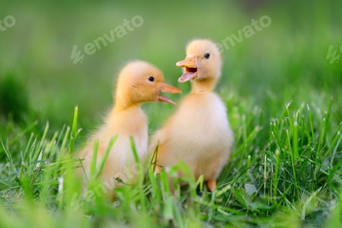 Preview: Two little duckling on green grass