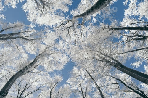 Preview: Enchanted winter wonderland forest with snow