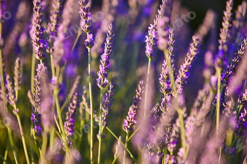 Preview: Lavender fields detail in summer. Guadalajara, Spain