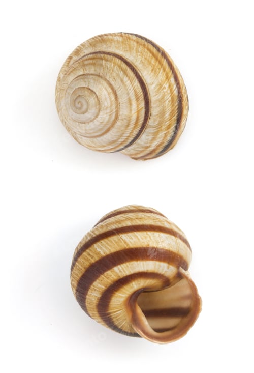 Preview: seashell on white background