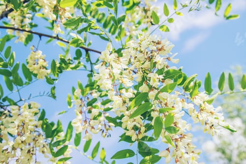 Preview: Flowering acacia tree in the garden. Selective focus.
