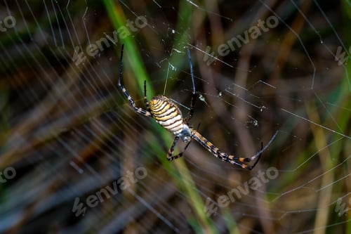 Preview: Spider, Argiope bruennichi