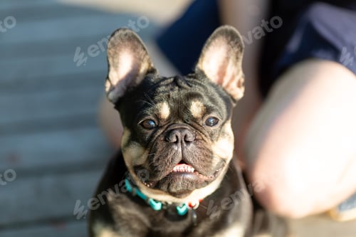 Preview: A Dog Of The French Bulldog Breed