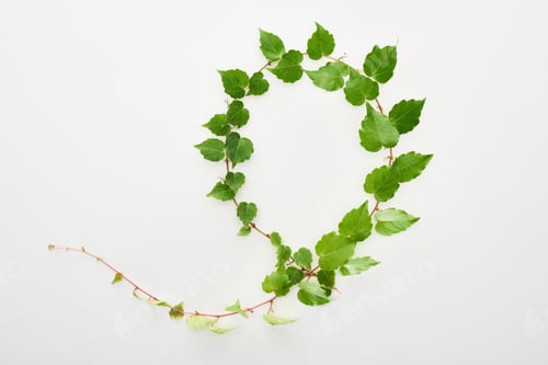 Preview: top view of hop plant twig with green leaves isolated on white