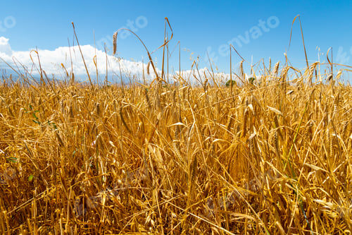 Preview: Close up view of yellow barley sprouts on sunny summer day