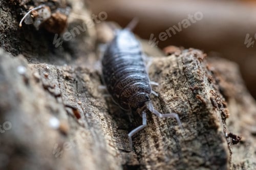 Preview: Selective focus shot of woodlice on wooden background