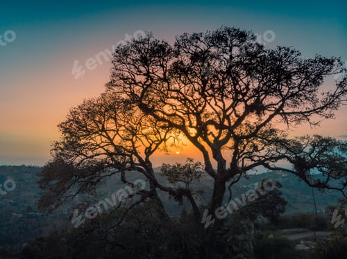 Preview: Beautiful tree on a hill with the sunset in the background in Tsavo west, Taita hills, Kenya