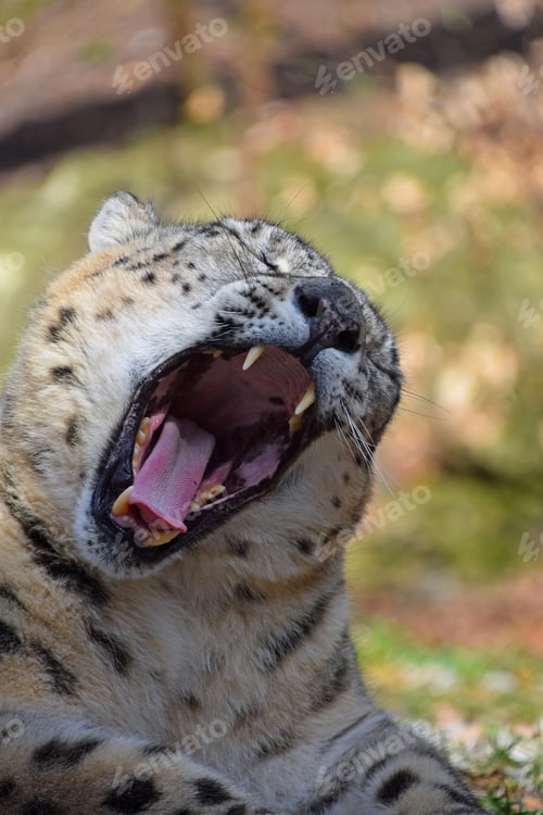 Preview: Close up portrait of snow leopard yawning
