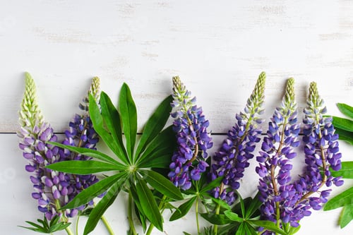 Preview: Natural background. Purple and blue lupins on white backdrop.