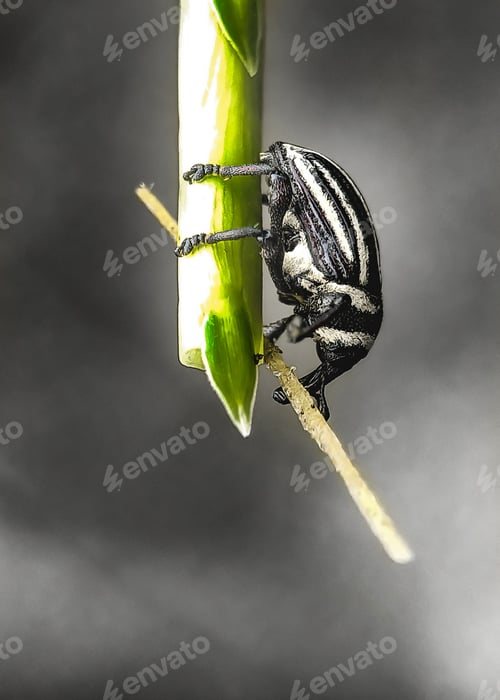 Preview: black and white bug,weevil