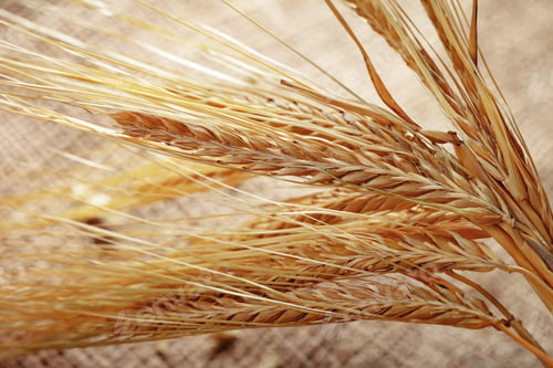 Preview: Wheat stalks are gathered and displayed in a rustic setting in early autumn