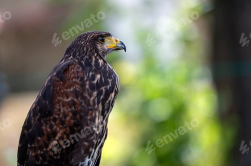 Preview: Hawk portrait closeup isolated on defocused natural background with copy space.