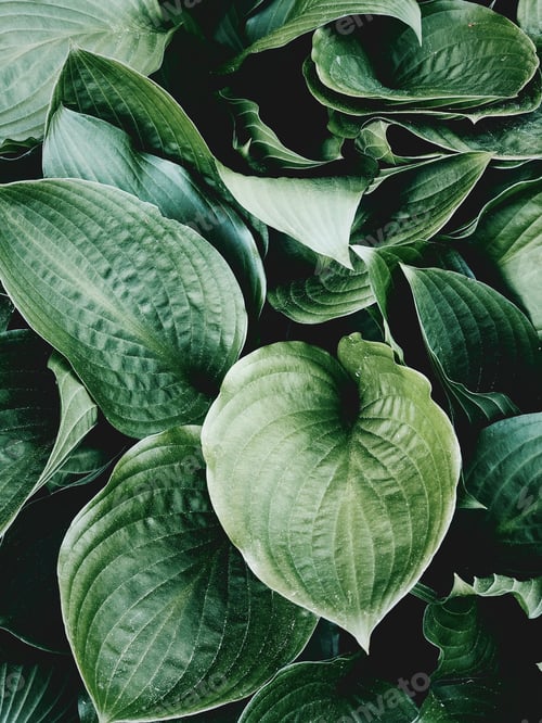Preview: Lush Green Leaves of a Tropical Plant