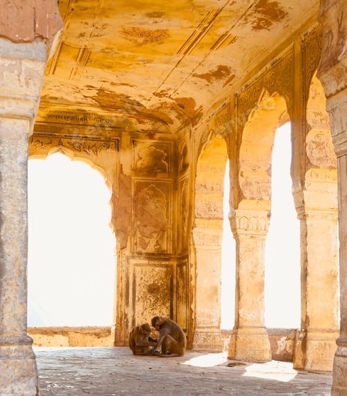 Preview: 49372,Monkeys in a Hindu Temple