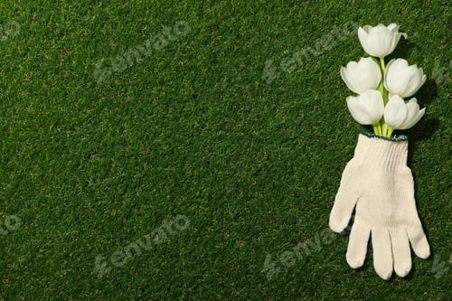 Preview: Tulips in garden glove on green background, space for text