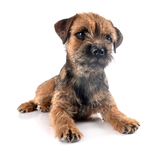 Preview: border terrier in studio