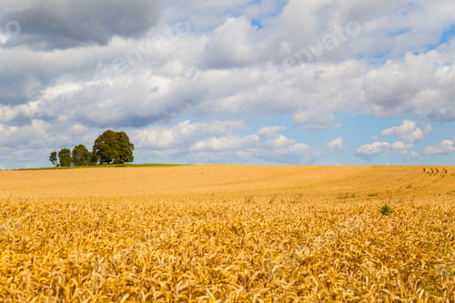 Preview: Golden wheat field landscape