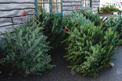 Preview: Christmas trees market