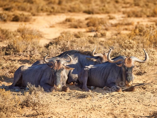 Preview: Wild Africa