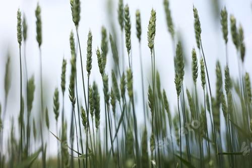 Preview: young green ears of wheat gloomy weather. Wheat field grows for bread. Traditional farming. R