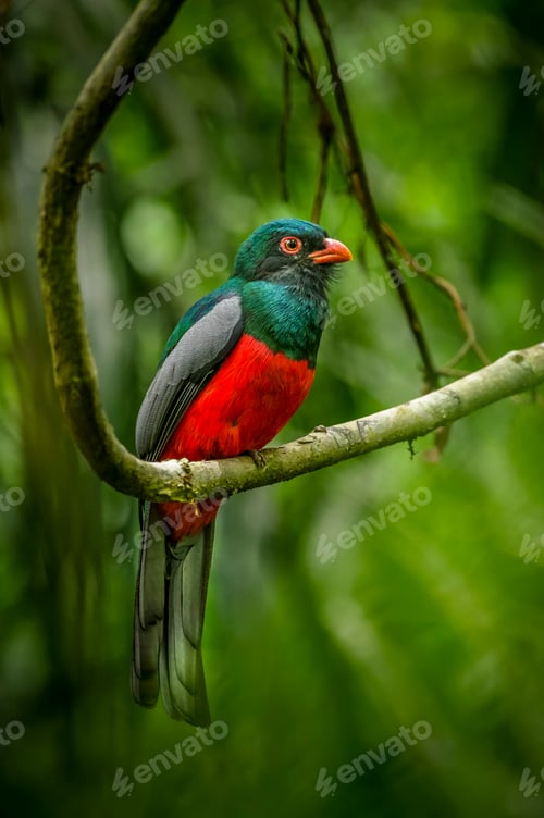 Preview: Colorful bird perched on a lush jungle branch