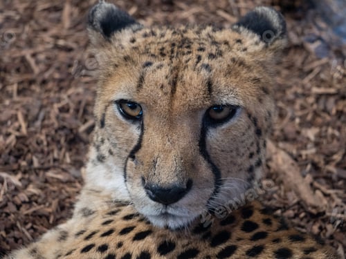 Preview: African Cheetah at the Beauval Zoo in France