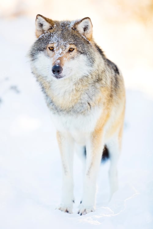 Preview: Wolf stands in beautiful winter landscape
