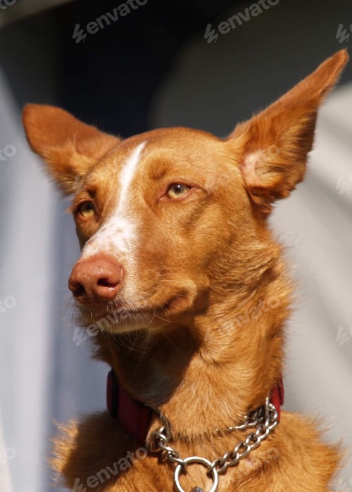 Preview: Spanish: Podenco andaluz is a warren hound dog breed originating in Spain, especially Andalusia.