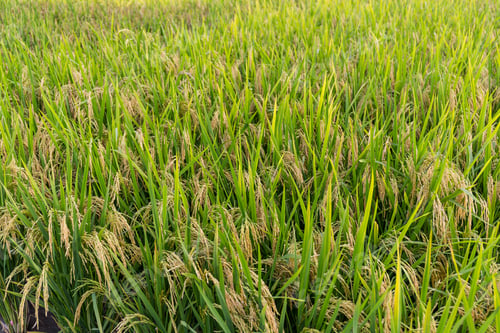 Preview: Planting Paddy rice meadow