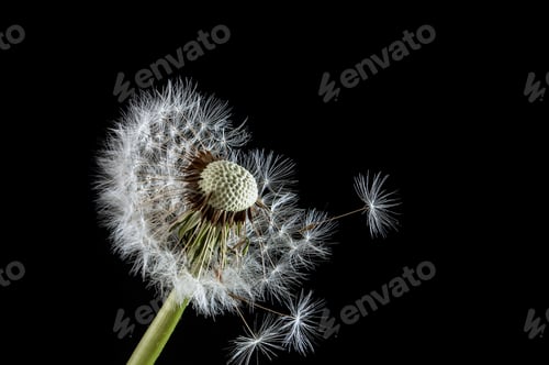 Preview: Macro dandelion at blue background. Freedom to Wish.