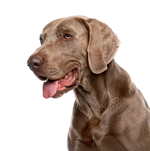Preview: Weimaraner dog looking away, panting, on white background