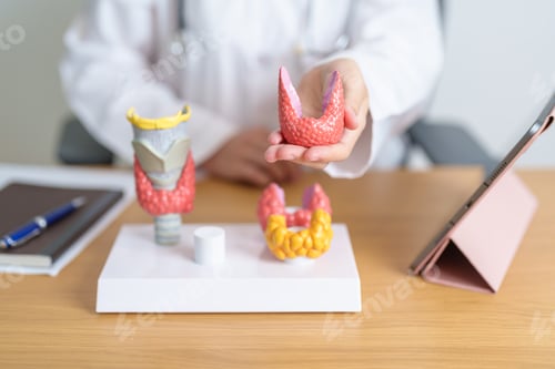 Preview: Doctor with human Thyroid anatomy model and tablet.