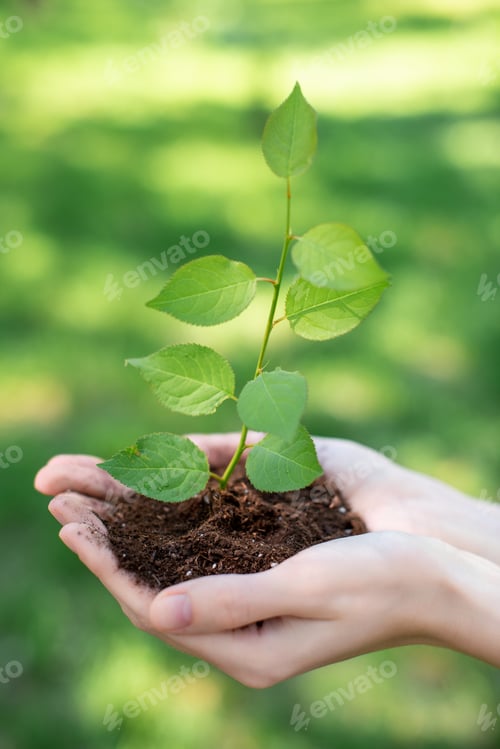 Preview: cropped view of girl holding soil with sprout in hands