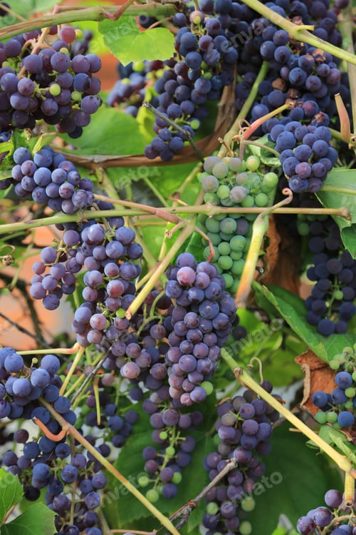 Preview: Ripening bunches of grapes