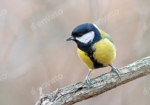 Preview: Great tit, Parus major. A bird sits on a thick branch