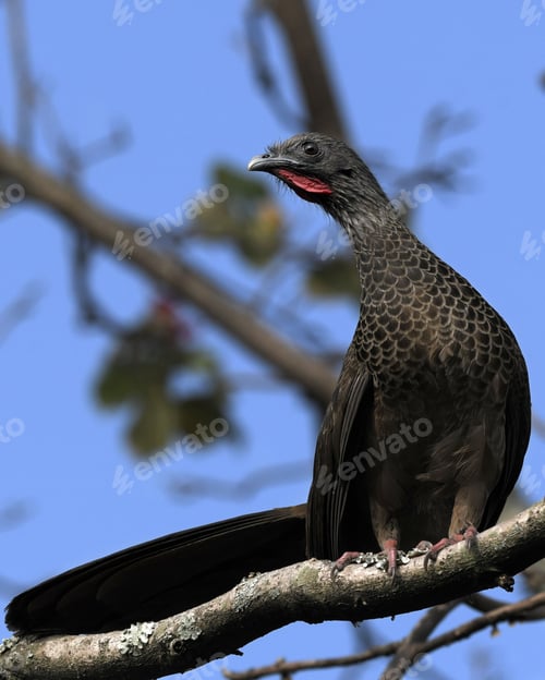 Preview: Closeup of a coot perched on a tree branch
