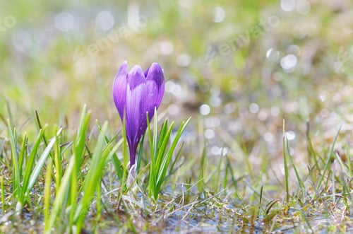 Preview: Crocus flower