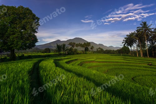 Preview: Beautiful morning view indonesia Panorama Landscape paddy fields with beauty color and sky natural l