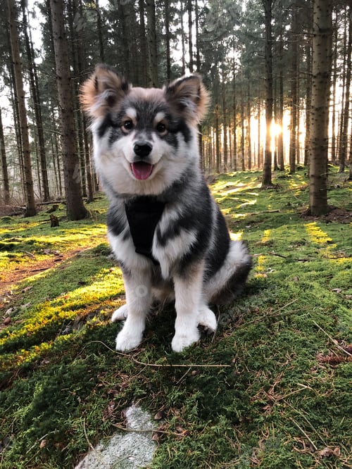 Preview: Portrait of a young puppy finnish lapphund dog sitting in the forest during sunset