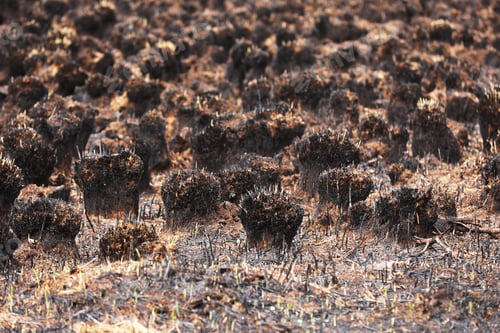 Preview: Burnt grass after a fire in the forest. Grass burned to ashes with blurred background.