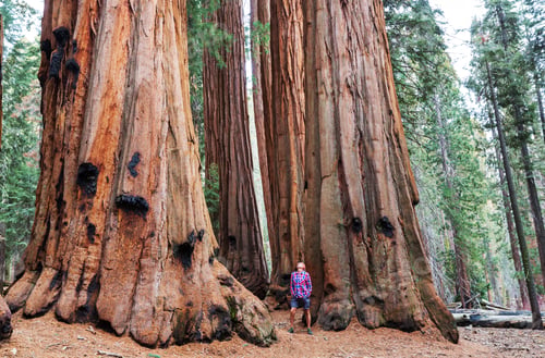 Preview: Sequoia