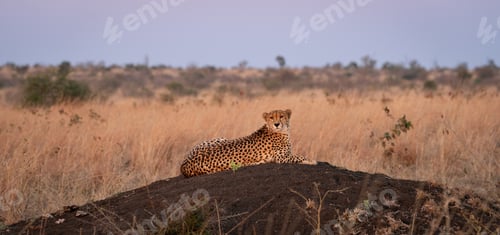 Preview: Cheetah, Acinonyx jubatus, Adult. Resting on a small, dark termite mound at sunset.