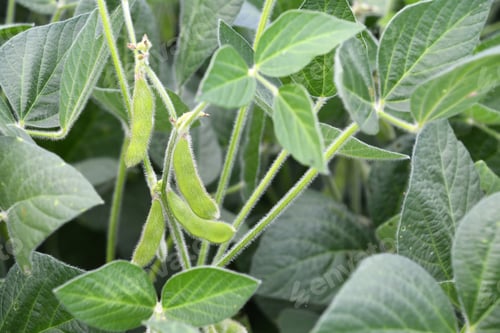 Preview: Soybeans, soy bean pods, or soya bean aka edamame plant growing in a farm field, agriculture