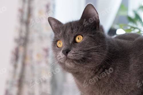 Preview: Portrait of shorthair gray-blue domestic cat with big yellow eyes a Scottish Grey tabby cat. Adorab