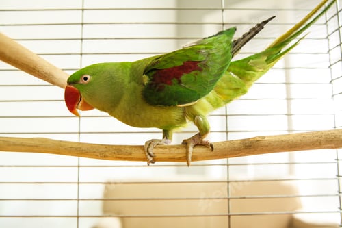 Preview: Beautiful Alexandrine Parakeet on branch in cage