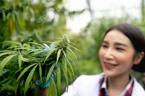 Preview: Portrait of scientist with gloves. Checking analysing and results with Tablet to patient medical