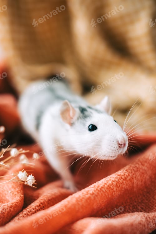 Preview: White funny decorative home rat sniffs the area on orange plaid.