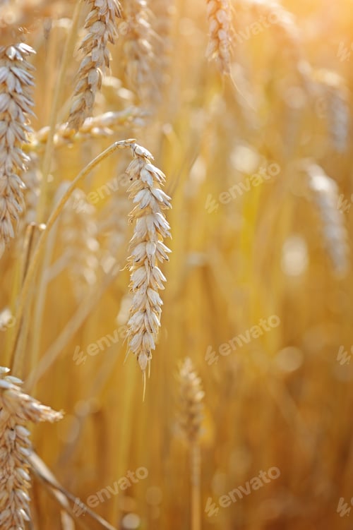 Preview: Ripe ears wheat. Close-up