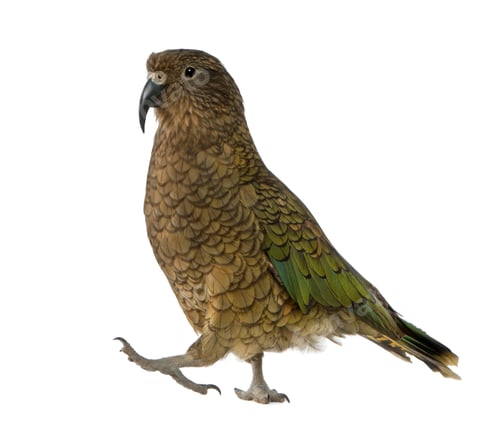Preview: Kea, Nestor notabilis, a parrot, standing in front of white background